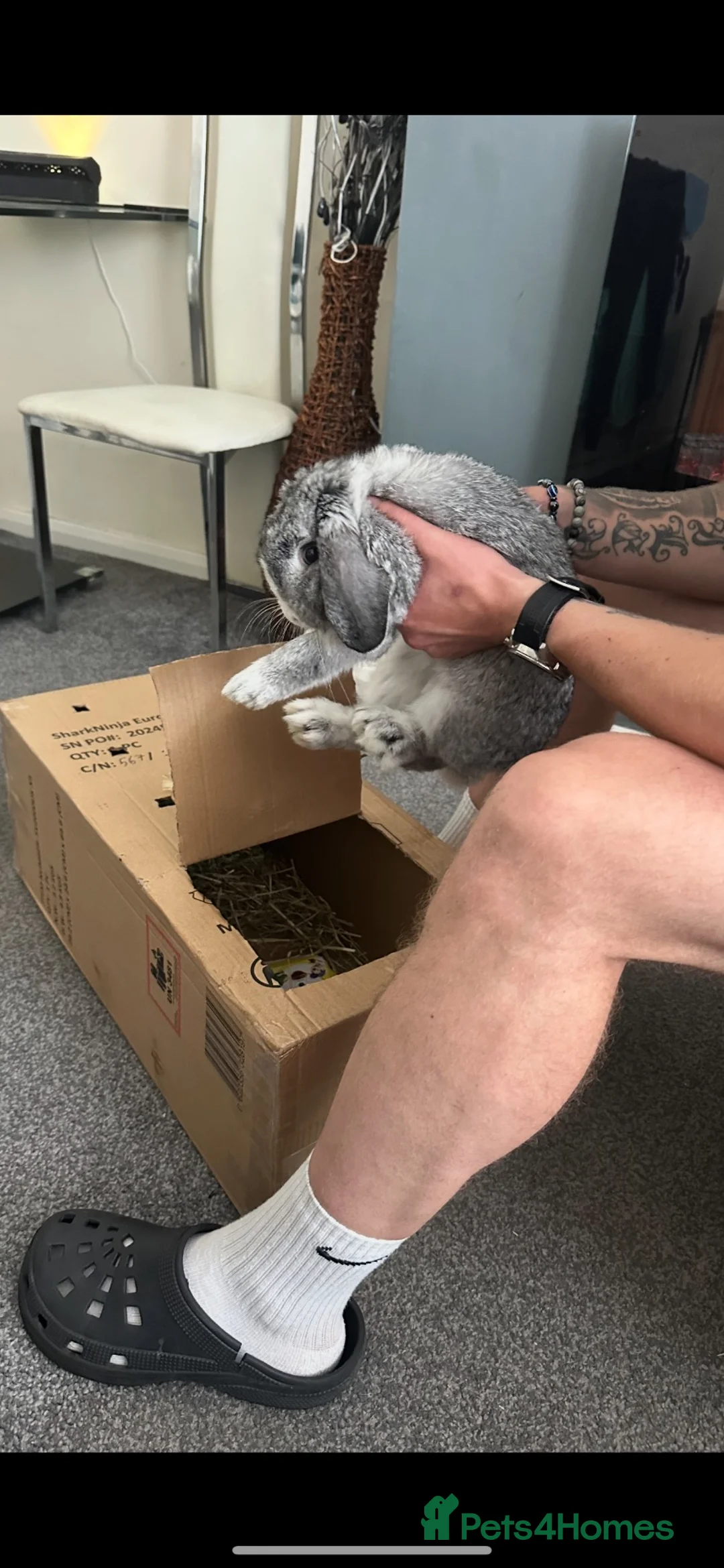 Mini Lop rabbits for sale: Mini lop - Advert 3