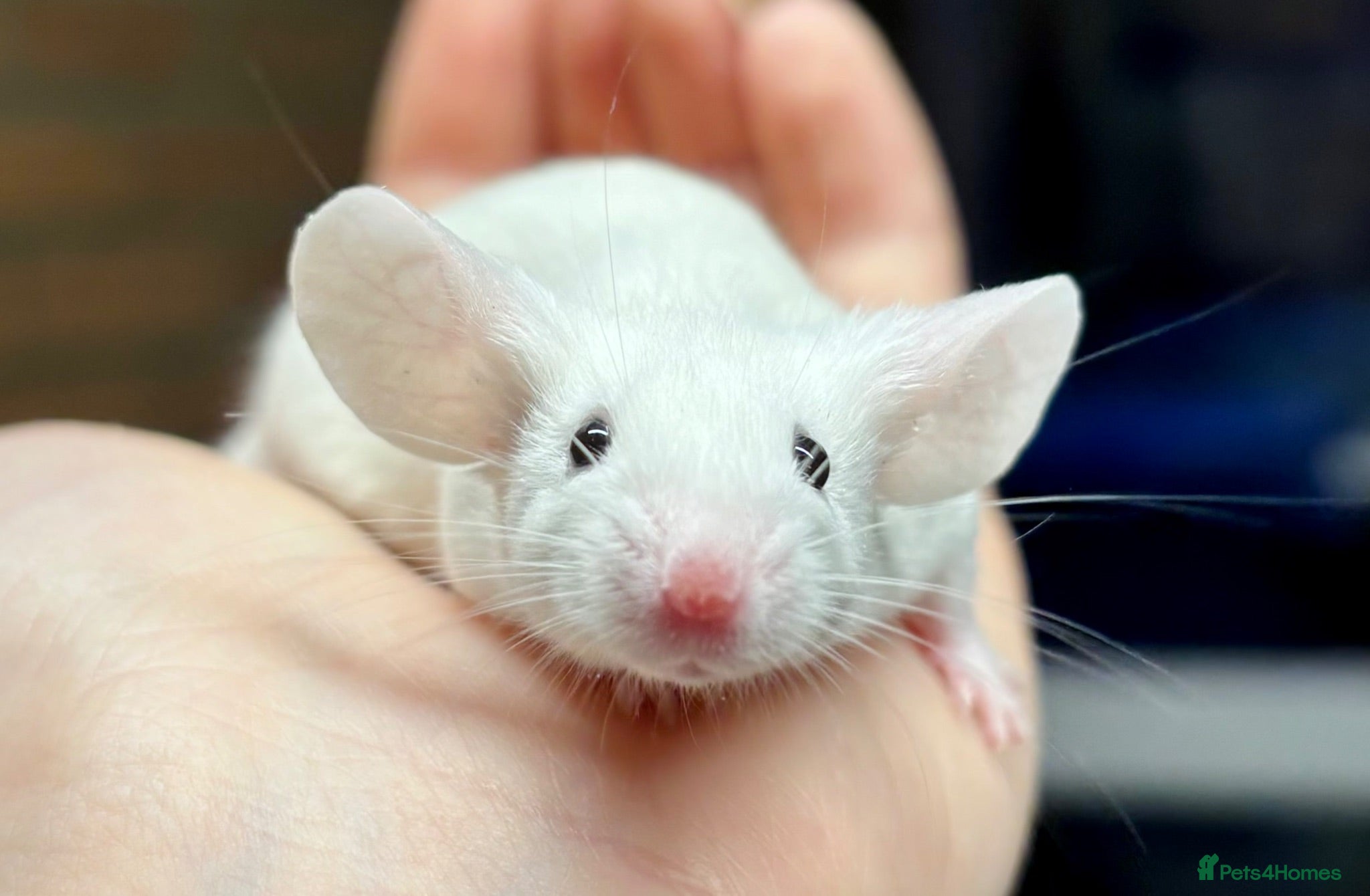 Mouse rodents Fancy Mice  - Advert 2
