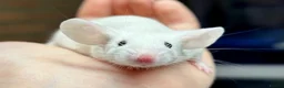 Mouse rodents for sale: Fancy Mice  - Advert 2
