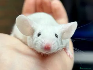 Mouse rodents Fancy Mice - Advert 2