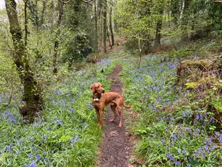 Hungarian Vizsla dogs Stunning Vizsla x Fox Red Lab for Stud (proven) in Bristol - Advert 13