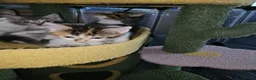 Domestic Shorthair cats for sale: **READY NOW^^* Happy, healthly, friendly kittens  - Advert 6