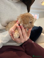 Miniature Poodle dogs Gorgeous miniature poodle pups - Advert 14