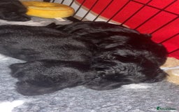 Jackapoo dogs for sale: Jackapoos  - Image 9