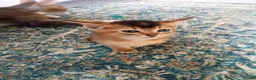 Abyssinian cats for sale: Abyssinian X (Abyssinian X) - Advert 2