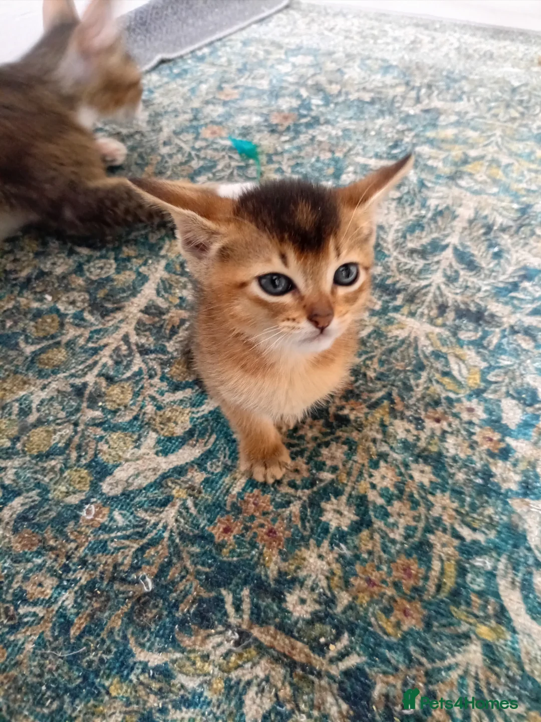 Abyssinian cats for sale: Abyssinian X (Abyssinian X) - Advert 2
