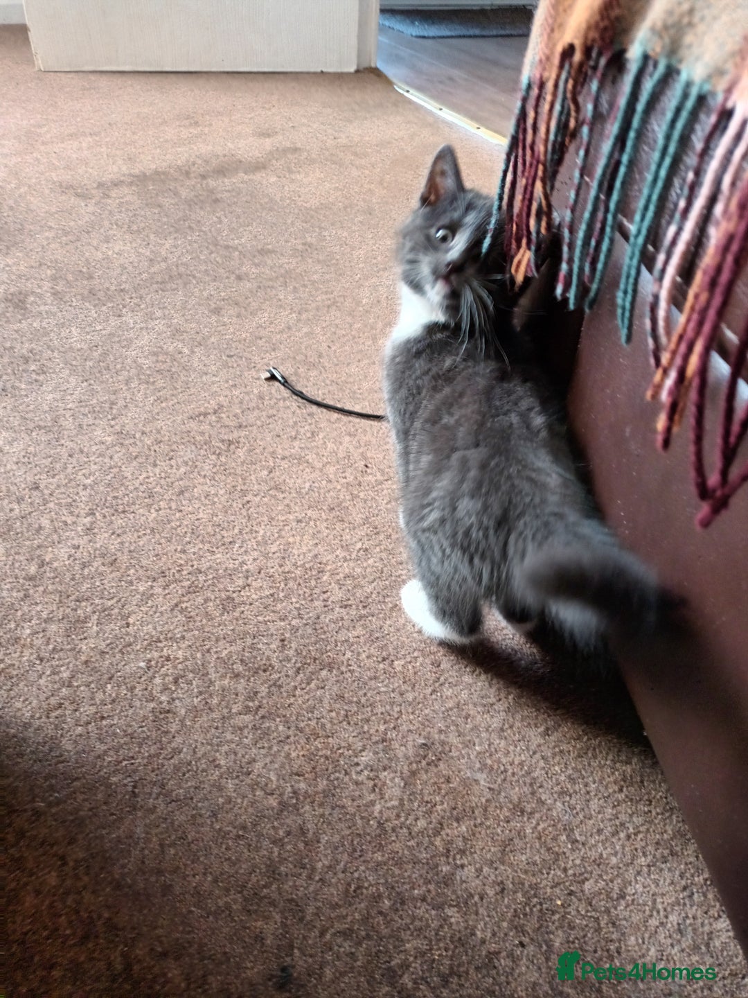 Domestic Shorthair cats for sale: Kittens  - Image 6
