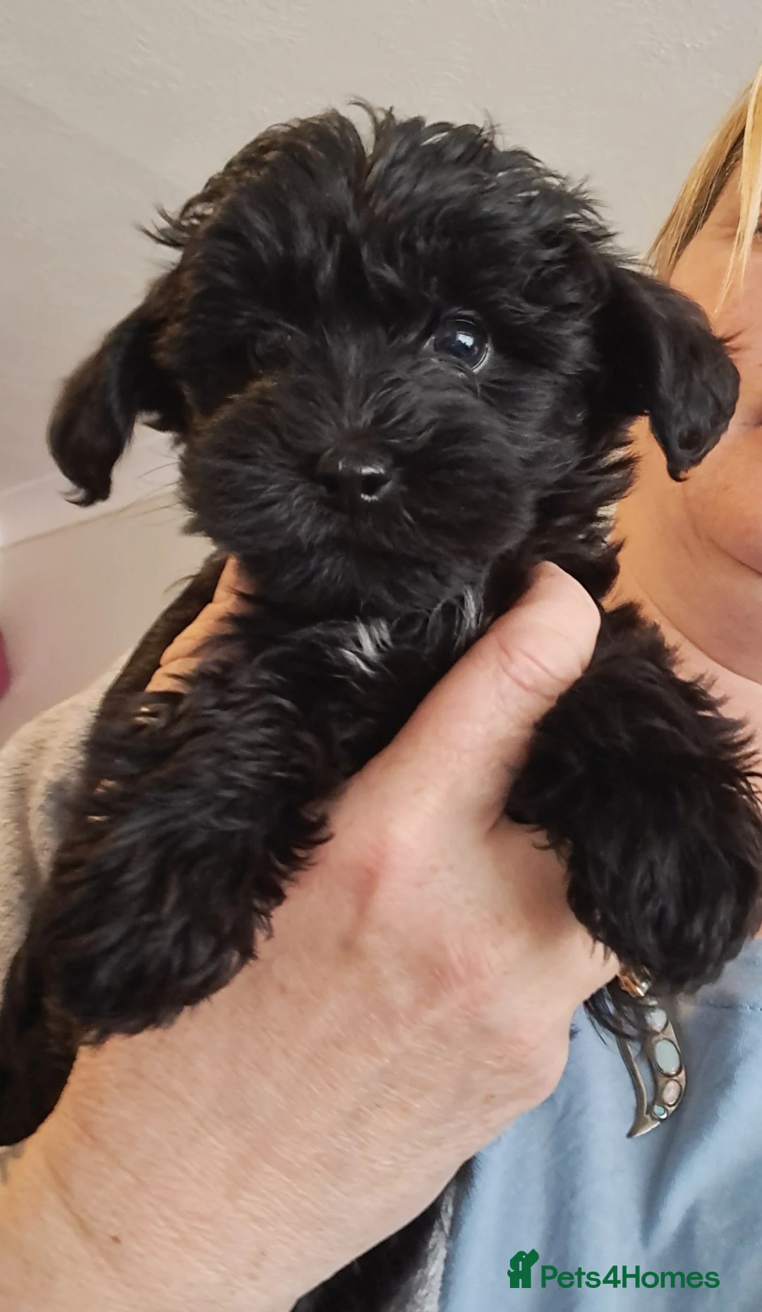 Yorkiepoo dogs for sale: Beautiful yorkiepoos - Advert 1