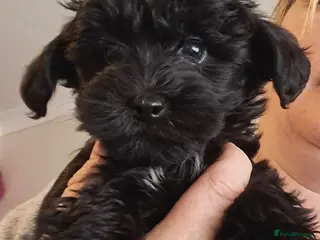 Yorkiepoo dogs Beautiful yorkiepoos - Advert 2