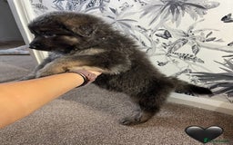 German Shepherd dogs for sale: German shepherd puppies  - Image 9