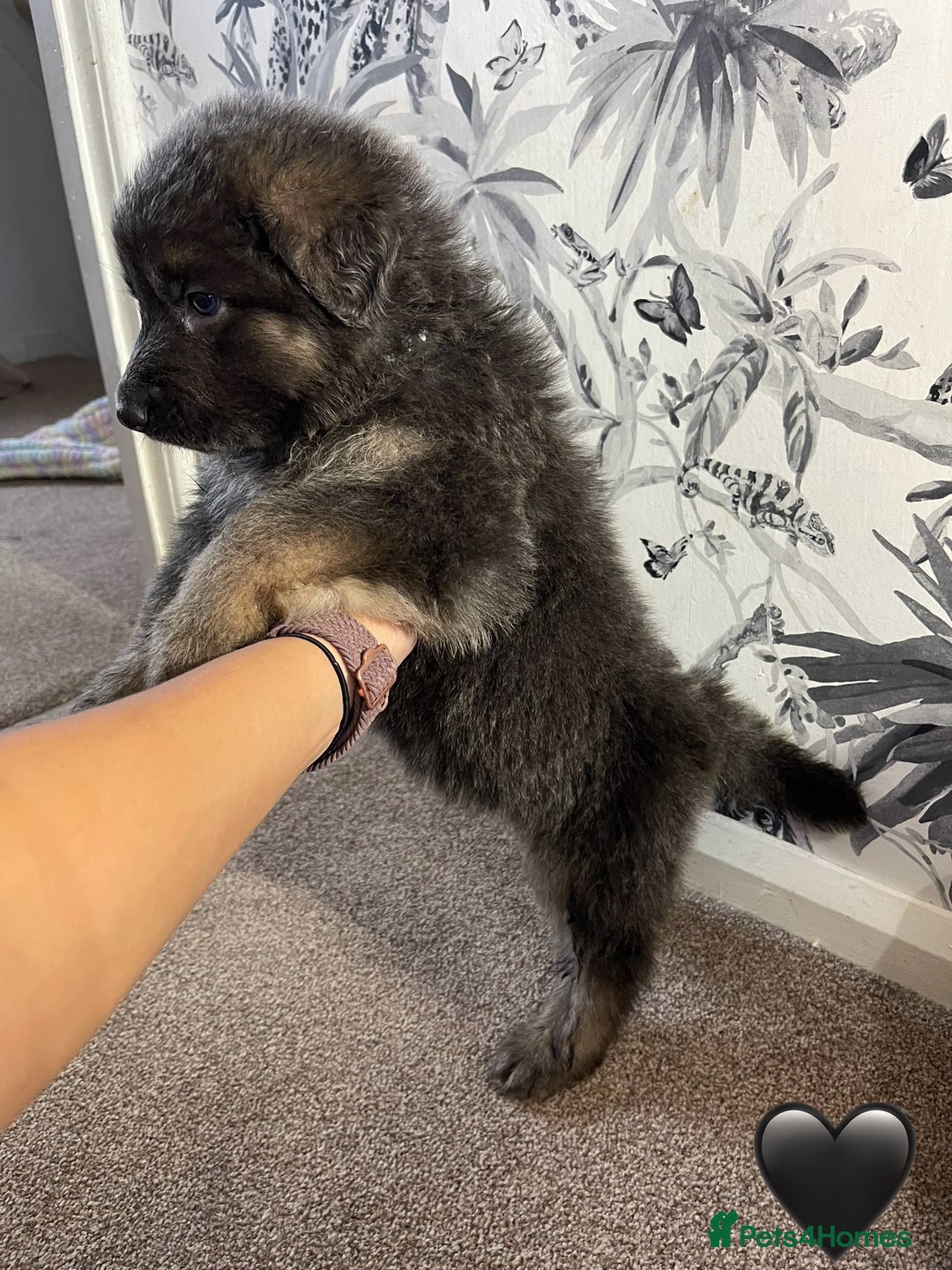 German Shepherd dogs for sale: German shepherd puppies  - Image 9