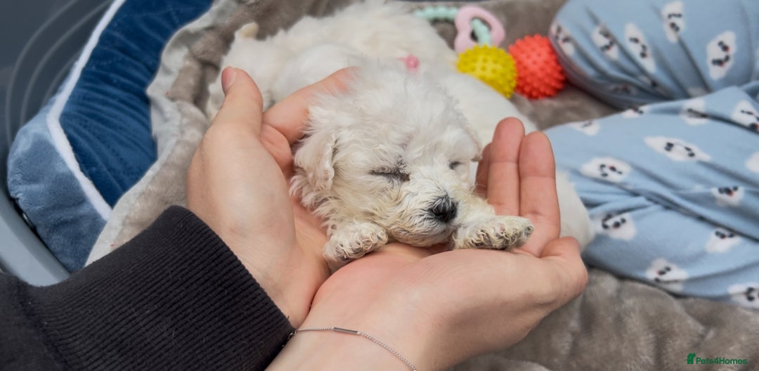 Bichon Frise dogs for sale: Beautiful Bichon Frise only 1 available  - Image 27