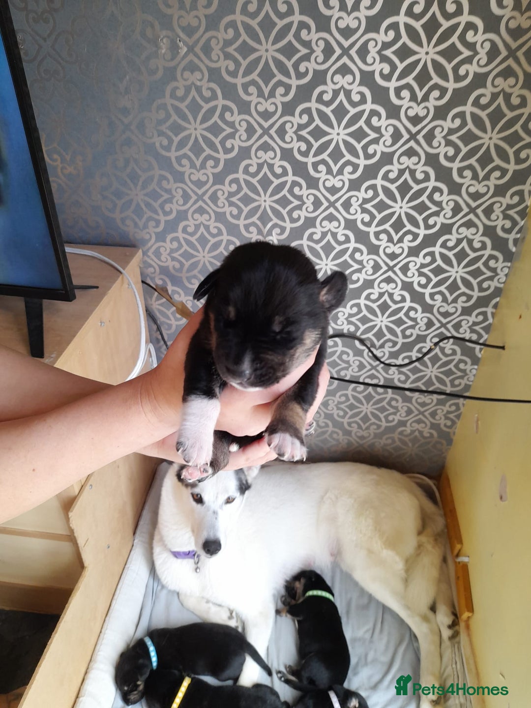 Mixed Breed dogs for sale: Dusky - Image 2