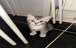 British Shorthair cats for sale: Male kitten - Image 6