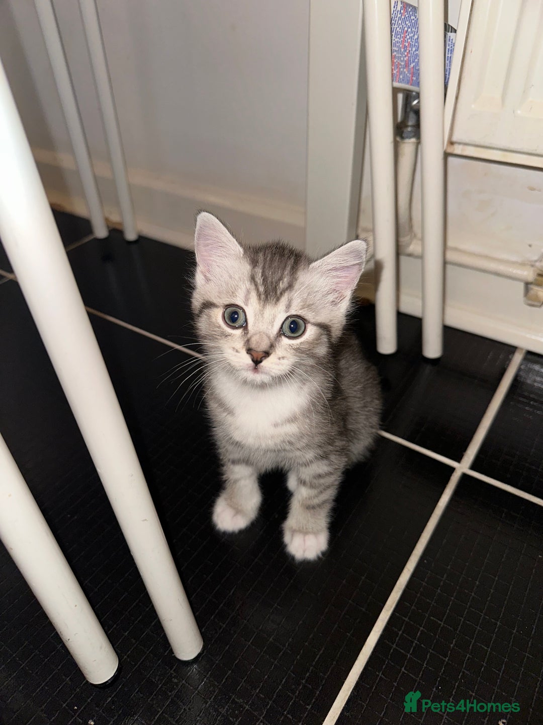British Shorthair cats for sale: Male kitten - Image 6