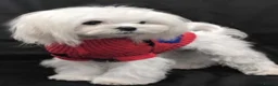 Maltipoo dogs for sale: Beautiful Blue Merle Maltipoos - Advert 14