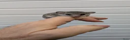 Mouse rodents for sale: African Pygmy Dormice (Micro Squirrel) - Advert 16