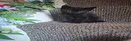 Mixed Breed cats for sale: Kitten  - Advert 11