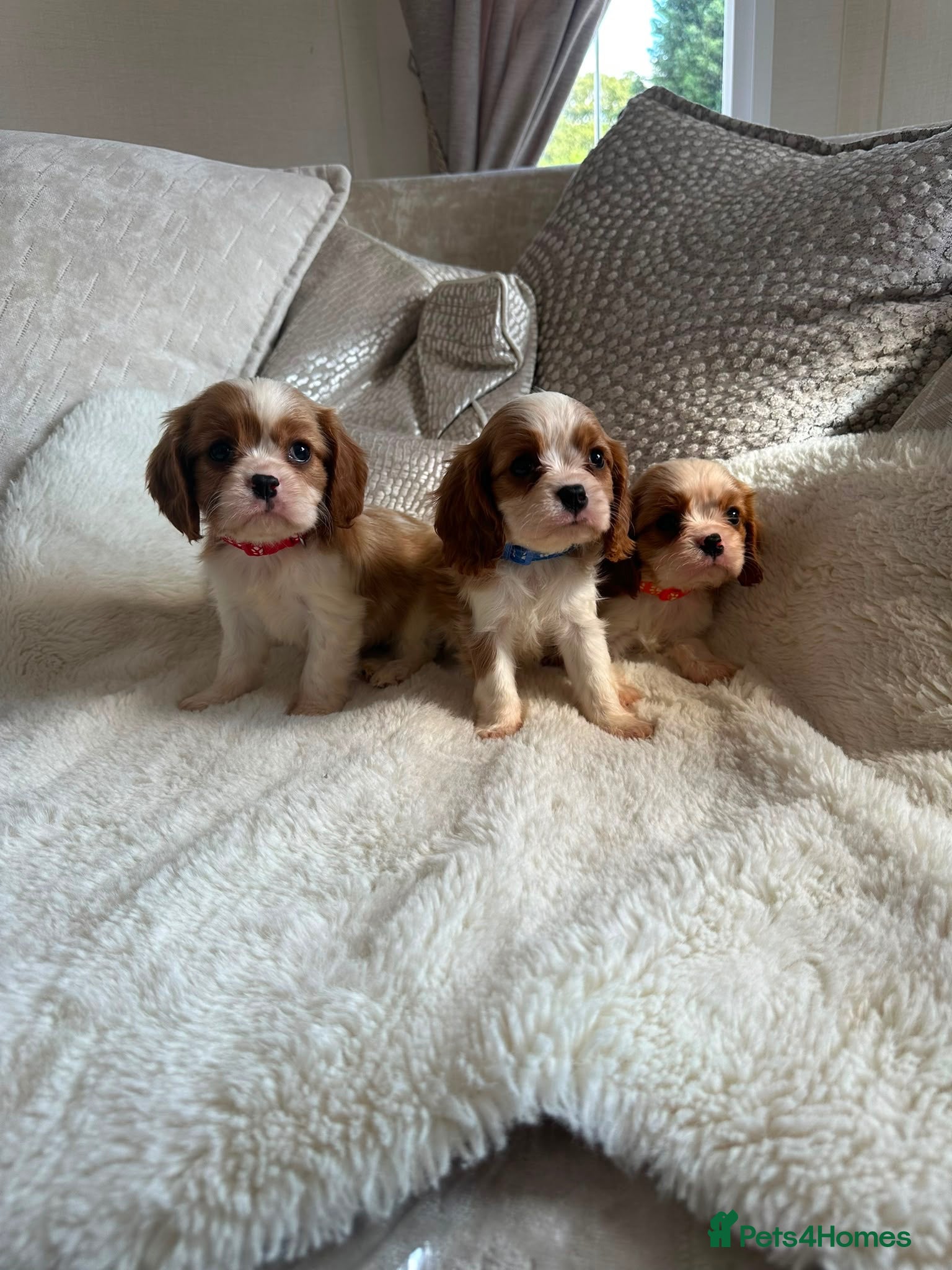 Cavalier King Charles Spaniel dogs Cavalier King Charles pups - Advert 1