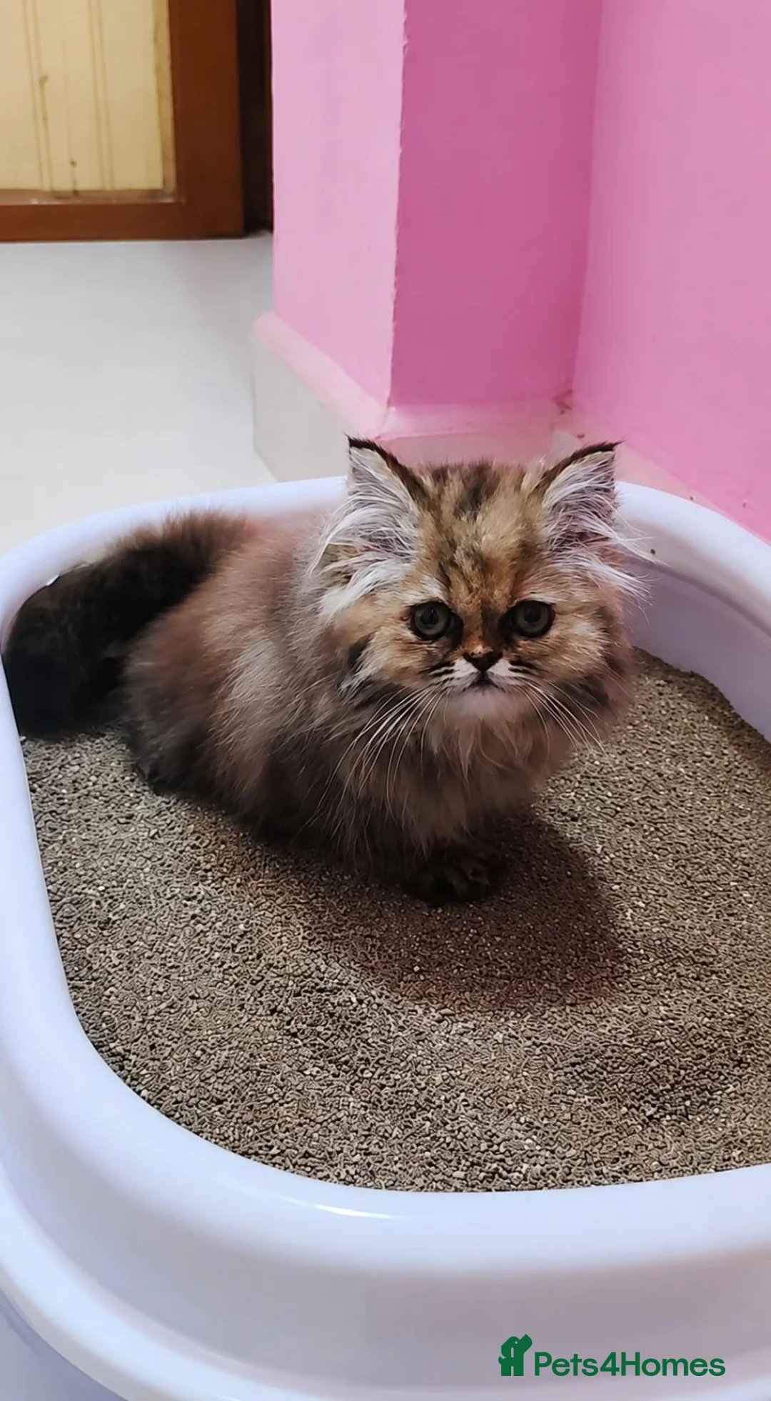 Mixed Breed cats for sale: Darky browniee - Advert 1