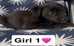 Mixed Breed dogs for sale: Bedlington whippet puppies - Image 9