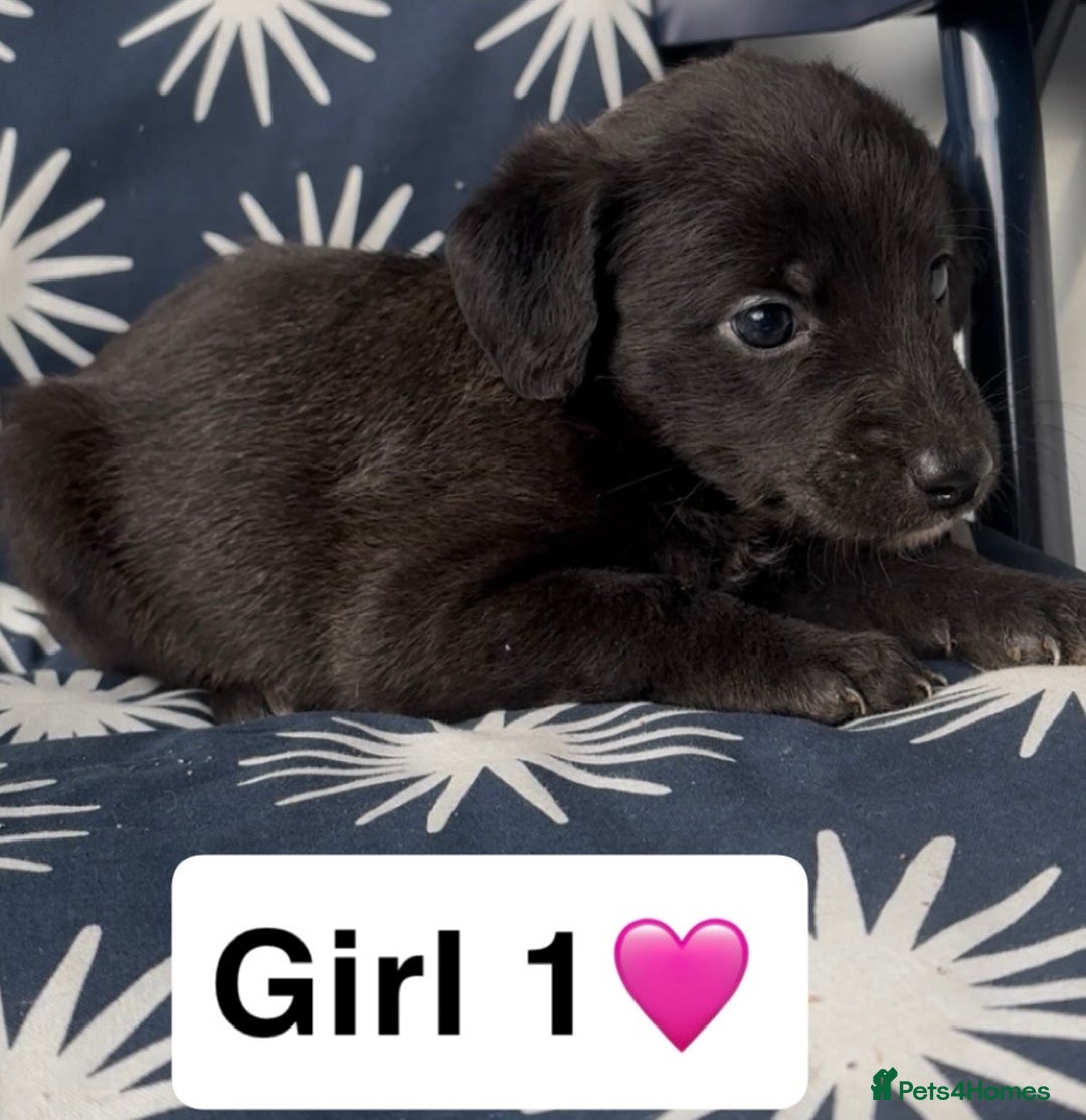 Mixed Breed dogs for sale: Bedlington whippet puppies - Image 9