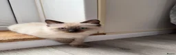 Ragdoll cats for sale: Stunning pure ragdoll kittens 10 weeks old - Advert 6