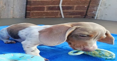 Miniature Dachshund dogs - Advert 1