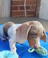 Miniature Dachshund dogs - Advert 16