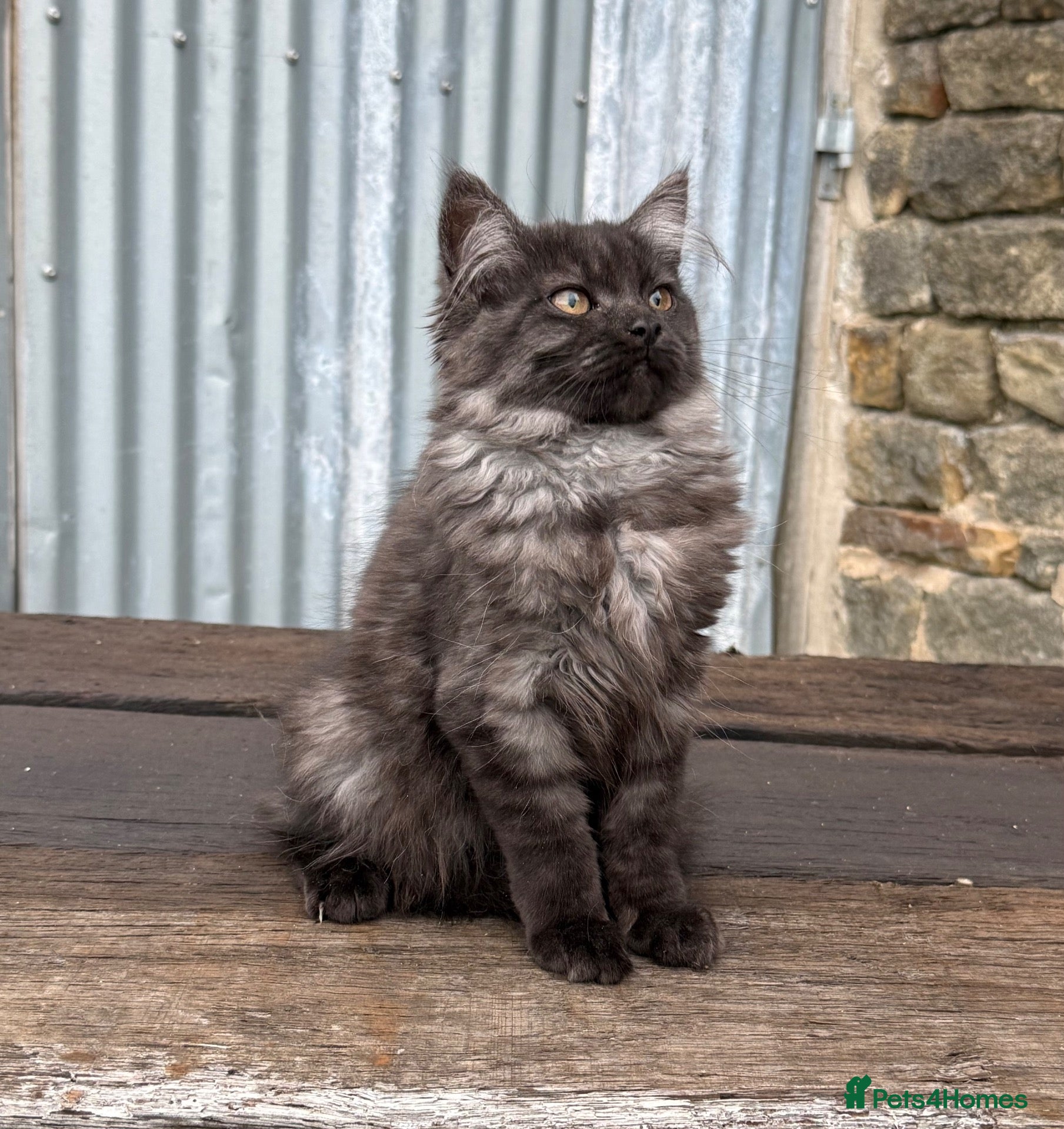 Maine Coon cats Stunning Maine coon x kitten  - Advert 2