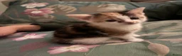 Mixed Breed cats for sale: Beautiful, loving kittens - Advert 7