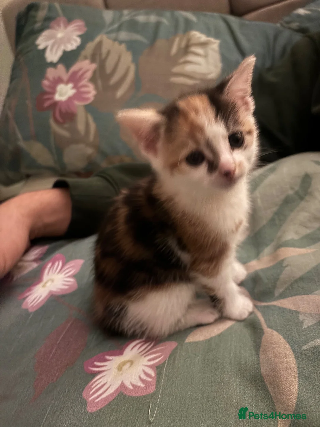 Mixed Breed cats for sale: Beautiful, loving kittens - Advert 7