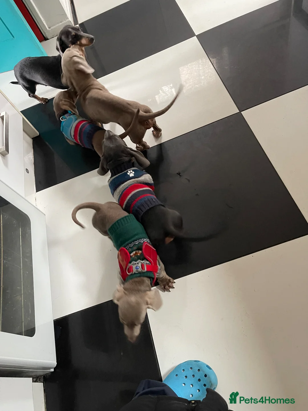 Dachshund dogs for sale: Miniature boy dauchound  - Advert 9