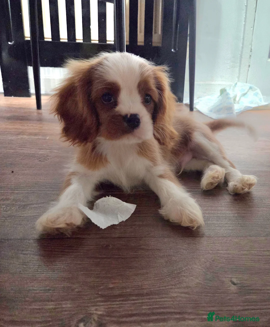 Cavalier King Charles Spaniel dogs for sale: ​Sweetest Cavalier puppies: Ready to Love You - Advert 10
