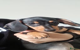 Dachshund dogs for sale: DACHSUND PUPPIES , ONE GIRL AND ONE BOY LEFT  - Image 22