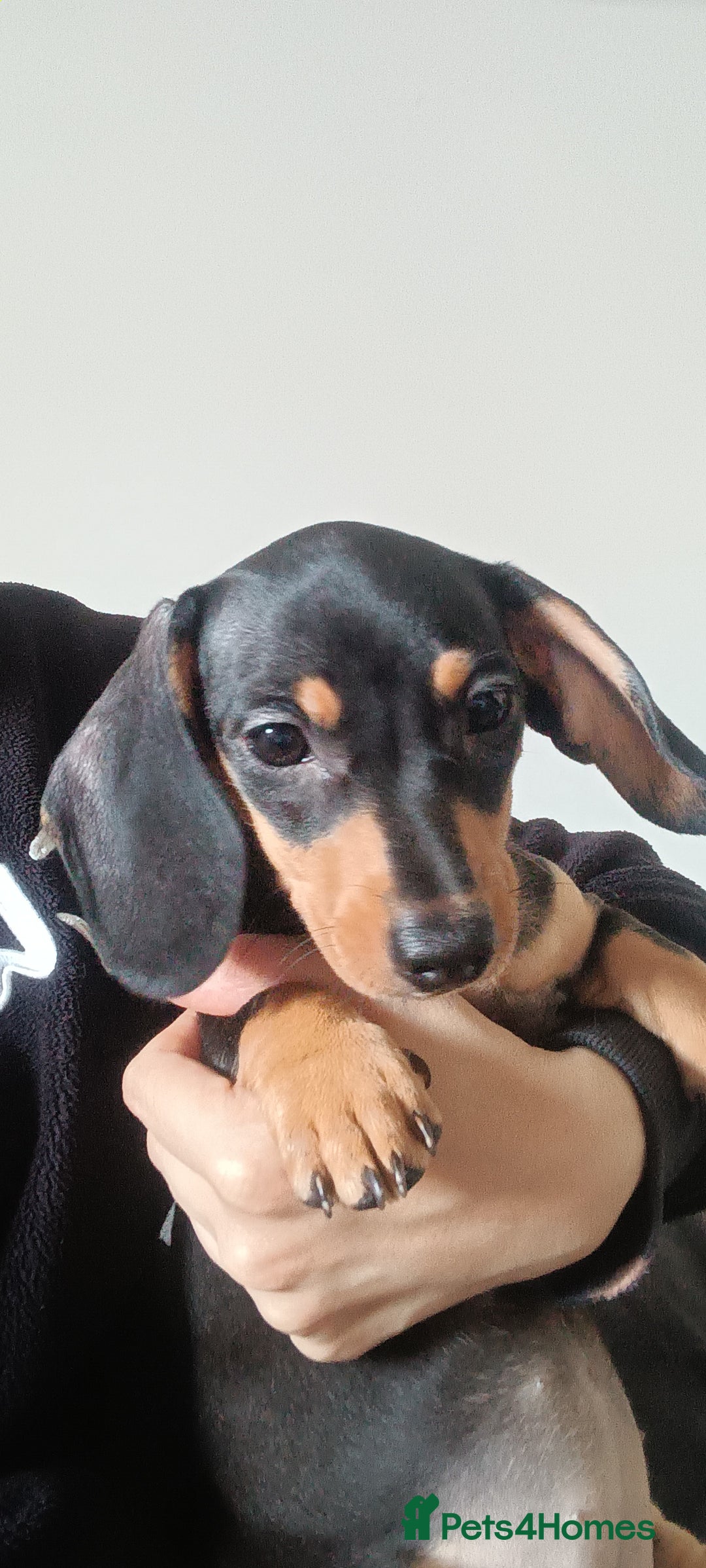 Dachshund dogs for sale: DACHSUND PUPPIES , ONE GIRL AND ONE BOY LEFT  - Image 22