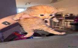 Mixed Breed cats for sale: Mixed breed kittens  - Image 14