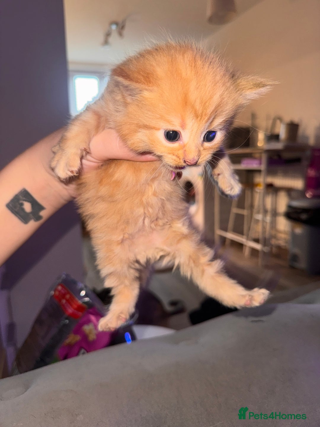 Mixed Breed cats for sale: Mixed breed kittens  - Image 14