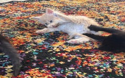 Maine Coon cats for sale: Half main coon kittens  - Image 11