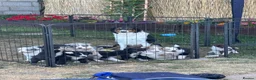 Border Collie dogs for sale: Border collie puppies  - Advert 24