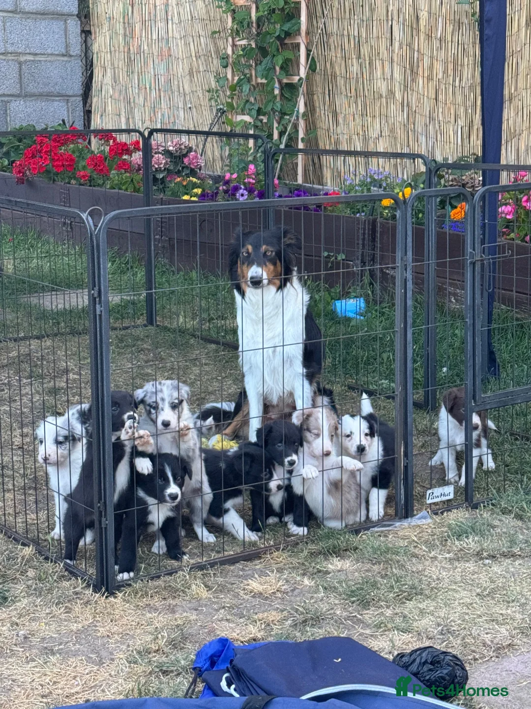 Border Collie dogs for sale: Border collie puppies  - Advert 24