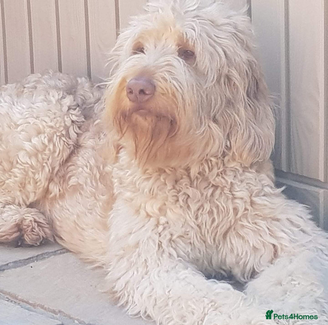Labradoodle dogs for sale: Large standard labradoodles - Image 12