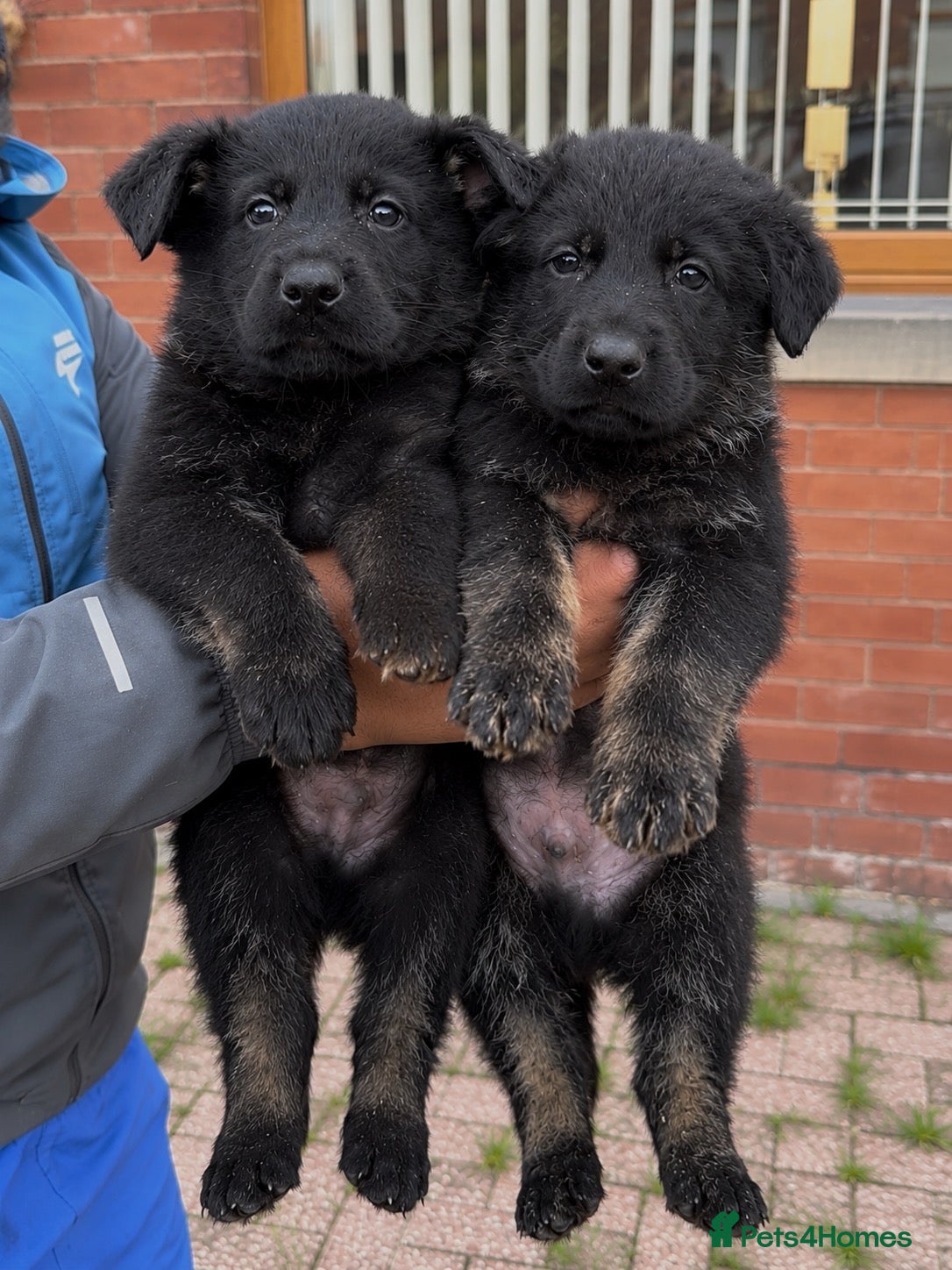 German Shepherd dogs 🐾 Czech Shepherd Puppies – Pure Pedigree 🐾 - Advert 15