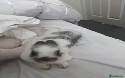 Dutch rabbits for sale: Male Rabbit For Sale - Image 4