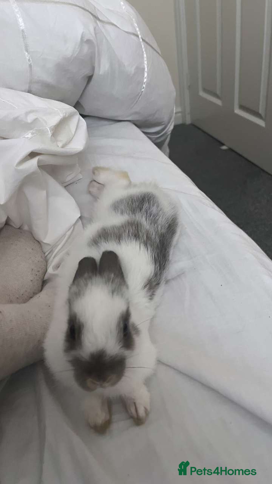 Dutch rabbits for sale: Male Rabbit For Sale - Image 4