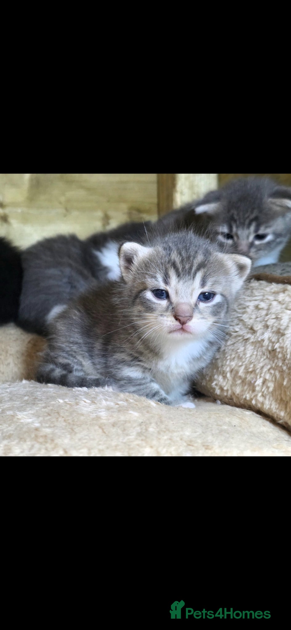 Mixed Breed cats for sale: Tabby farm kittens  - Advert 12