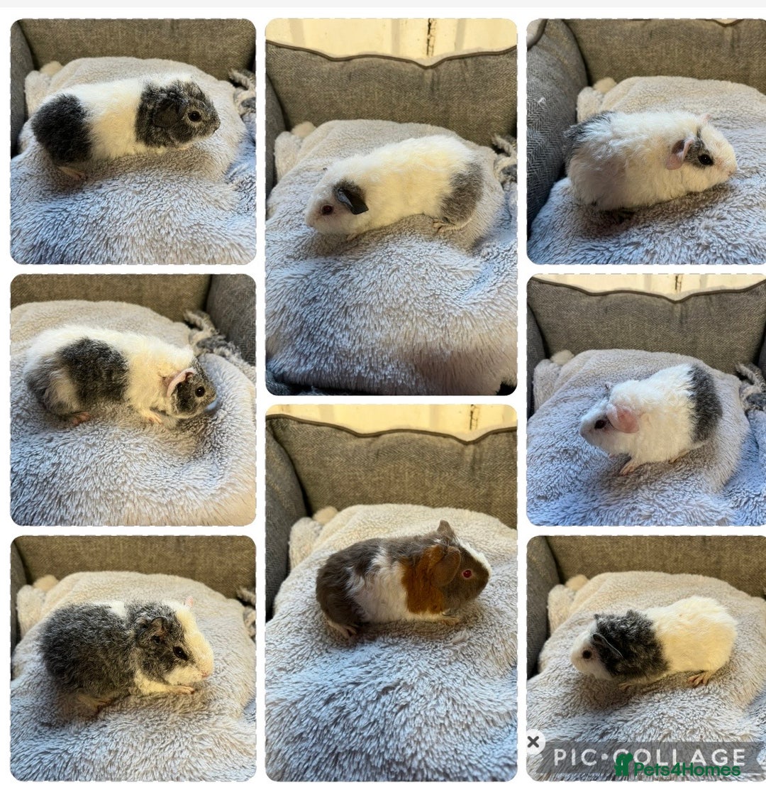Guinea Pig rodents for sale: Lovely Teddy Boars for sale  - Advert 1