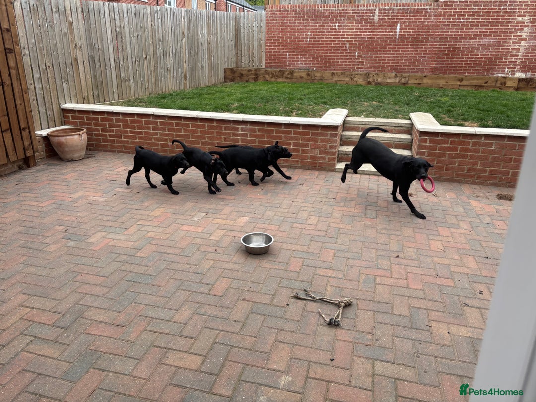 Labrador Retriever dogs for sale: Pedigree Labradors - Perfect for gun dog  - Image 9