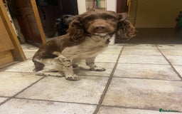 Sprollie dogs for sale: Liver & White Sprollies for sale - Image 4