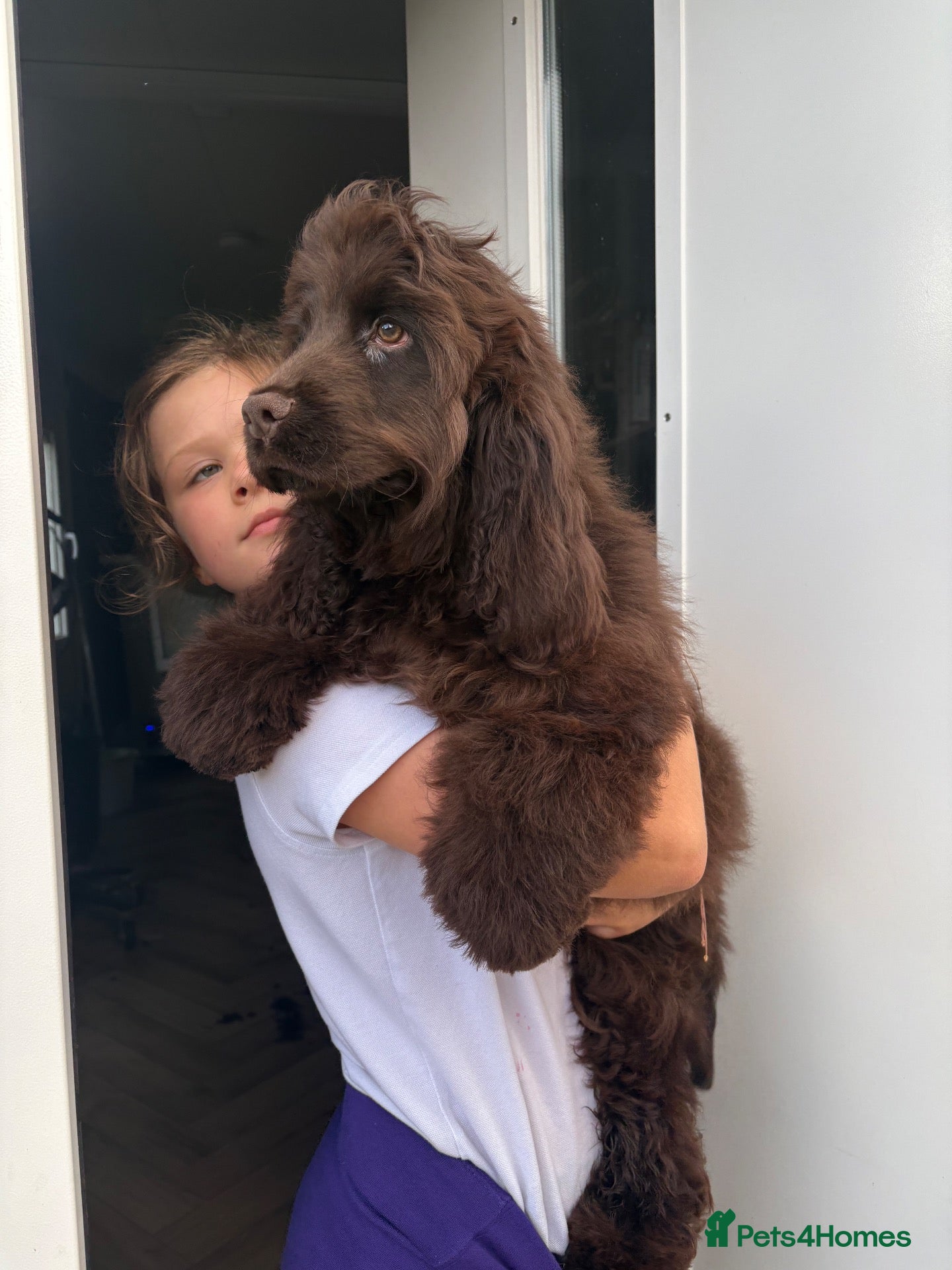 Cocker Spaniel dogs Bear looking for a new family  - Advert 2